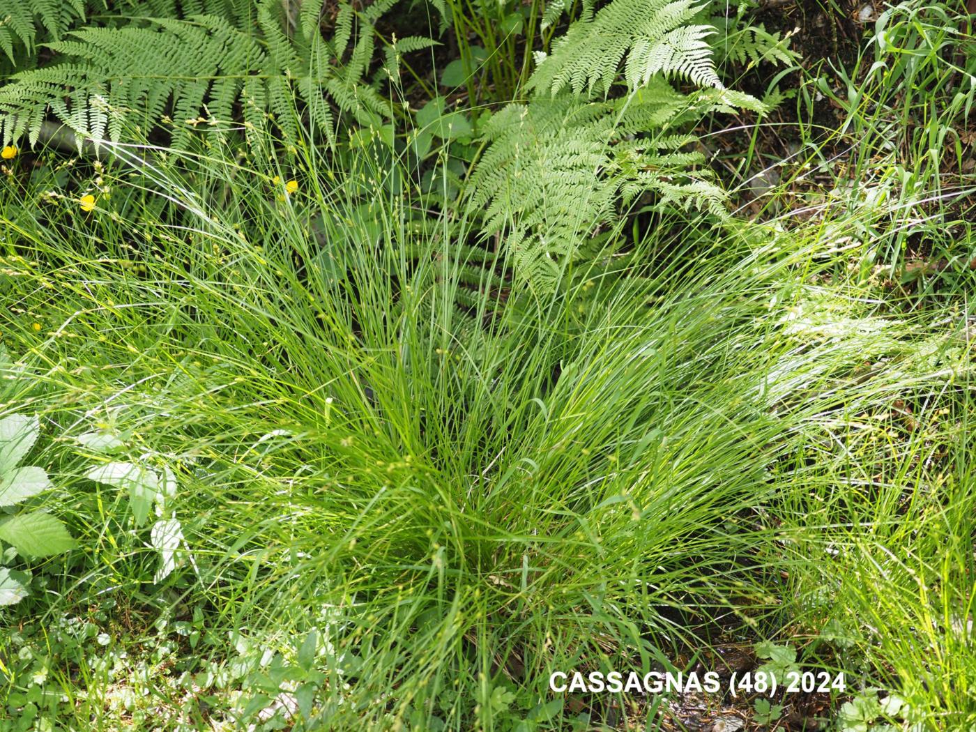 Sedge, Dotted plant